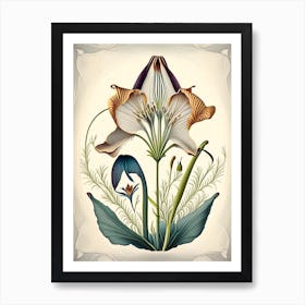 Mariposa Lily Wildflower Vintage Botanical 1 Art Print