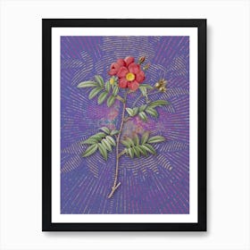 Vintage Rosa Redutea Glauca Botanical Illustration on Veri Peri Art Print