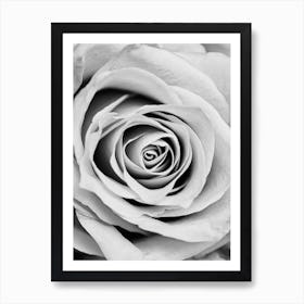 Black And White Rose Art Print