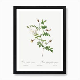 Silver Flowered Hispid Rose, Pierre Joseph Redoute Art Print