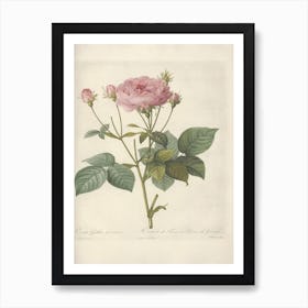 Rose Illustration, Pierre Joseph Redoute (16) 1 Poster