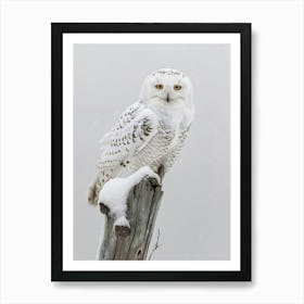 Snowy Owl 1 Art Print