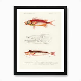 Different Types Of Fishes, Charles Dessalines D'Orbigny Art Print