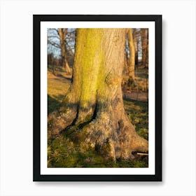 Tree trunk in the evening light 3 Art Print