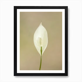 Peace Lily Art Print