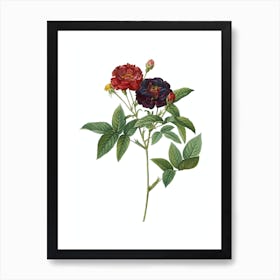 Vintage Van Eeden Rose Botanical Illustration on Pure White n.0364 Art Print