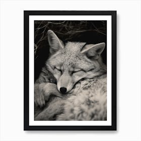 Gray Fox Close Up Realism 3 Art Print