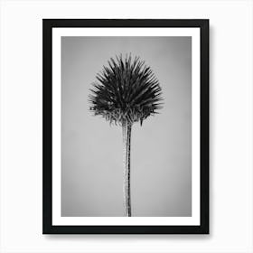 Black And White flower in decay Art Print