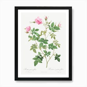 Wild Rose, Pierre Joseph Redoute Art Print