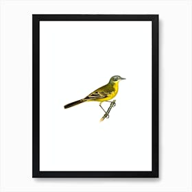 Vintage Western Yellow Wagtail Bird Illustration on Pure White n.0098 Art Print