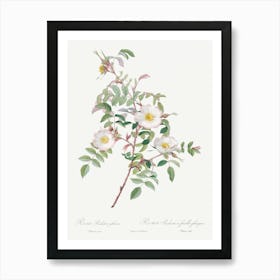 Rosa Reductea Glauca, Pierre Joseph Redoute Art Print