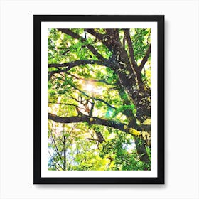 Sun Through Green Leaves Art Print