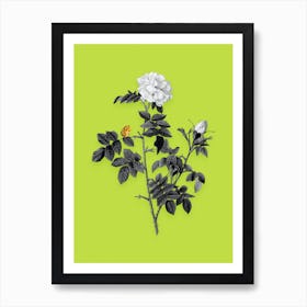 Vintage Pink Rosebush Black and White Gold Leaf Floral Art on Chartreuse Art Print