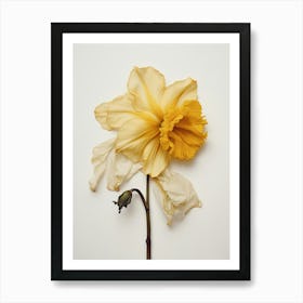 Pressed Flower Botanical Art Daffodil 1 Art Print