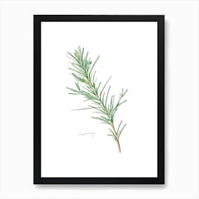 Rosemary Herb Sprig - Botanical Wall Print Set | Floral Collection Art Print