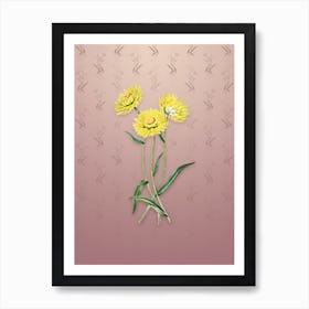 Vintage Helichrysum Flower Botanical on Dusty Pink Pattern Art Print