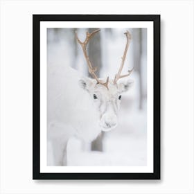 Portrait of a white reindeer with brown antlers| Swedish Lapland Art Print