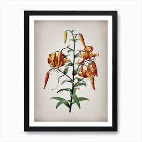 Vintage Tiger Lily Botanical on Parchment n.0475 Art Print