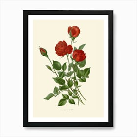 Red Roses Art Print