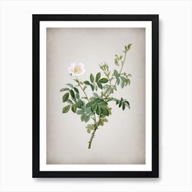 Vintage White Downy Rose Botanical on Parchment n.0053 Art Print