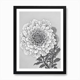 Queen Anne's Lace B&W Pencil 2 Flower Art Print