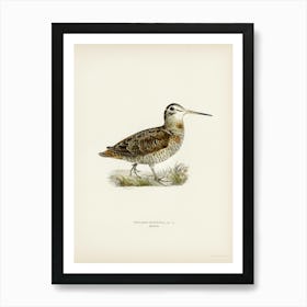 Eurasian Woodcock, The Von Wright Brothers Art Print