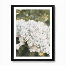 Light Blue Hydrangea Flowers Art Print