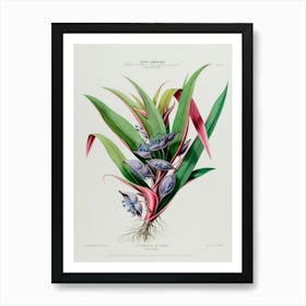 Symphyotrichum Art Print