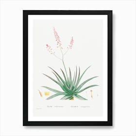 Aloe Rubescens, Pierre Joseph Redoute Art Print