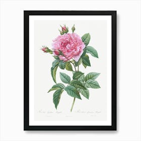 Gallic Rose, Rosa Gallica Regalis From Les Roses (1817–1824), Pierre Joseph Redoute Art Print
