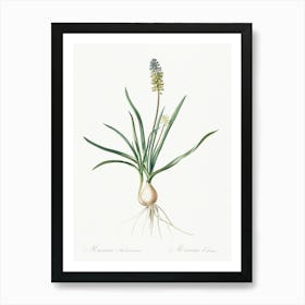 Muscari Ambrosiacum Illustration From Les Liliacées (1805), Pierre Joseph Redoute Art Print