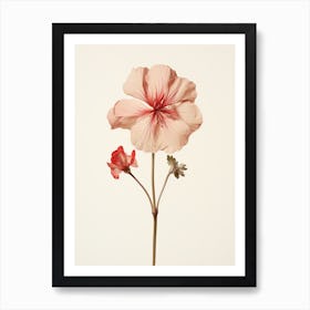 Pressed Flower Botanical Art Geranium 3 Art Print