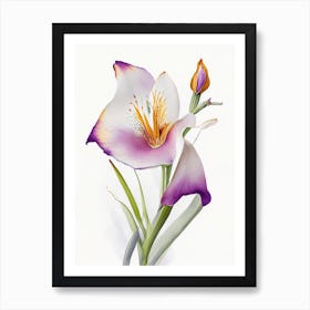 Mariposa Lily Wildflower Watercolour 2 Art Print