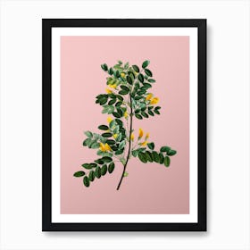 Vintage Siberian Pea Tree Botanical on Soft Pink Art Print