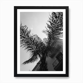 Palms Barcelone Streets Art Print