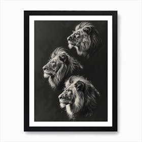 Barbary Lion Charcoal Drawing 4 Art Print