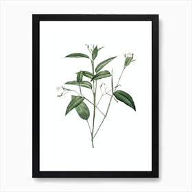 Vintage Maranta Arundinacea Botanical Illustration on Pure White n.0588 Art Print