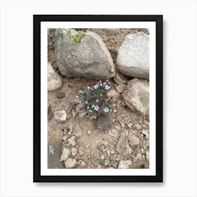 Small Flower Growing Among Rocks Art Print