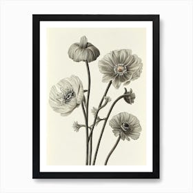 Anemone Vintage Botanical Flower Art Print