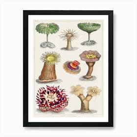 Different Kinds Of Actiniae, Or Animal Flowers, Oliver Goldsmith Art Print