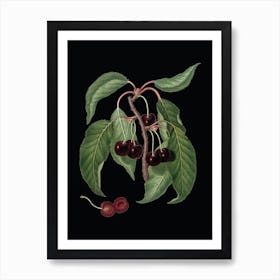 Vintage Hard Fleshed Cherry Botanical Illustration on Solid Black Art Print