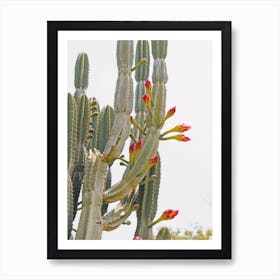Tall Cactus Flowers Art Print