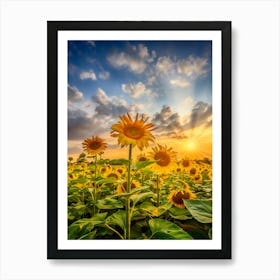 Sunflower Field At Sunset Art Print