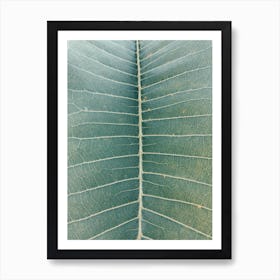 Close Up Of A Leaf Art Print