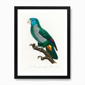 The Saint Lucia Amazon From Natural History Of Parrots, Francois Levaillant Art Print