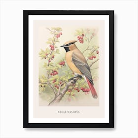 Vintage Bird Drawing Cedar Waxwing 1 Poster Art Print
