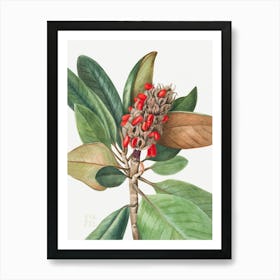 Vintage Botanical Mary Vaux Walcott _2732423 Art Print