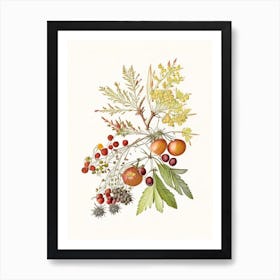 Hawthorn Spices And Herbs Pencil Illustration 1 Art Print