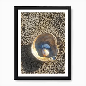 Shells 1 Art Print