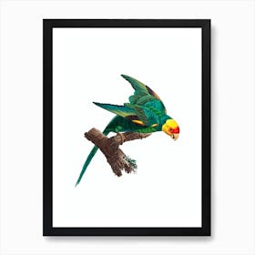 Vintage Yellow Crowned Parakeet Bird Illustration on Pure White Art Print